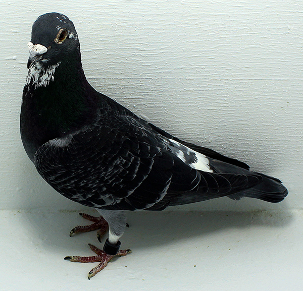 Band: AU 20055 Foys 2025